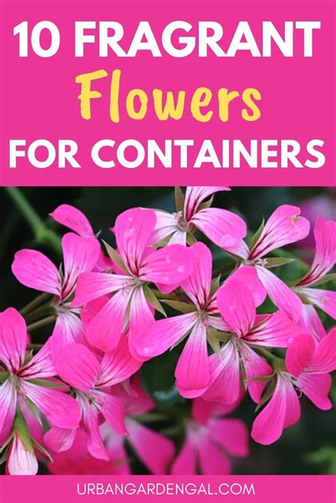 10 Fragrant Flowers For Pots Fragrant Flowers Container