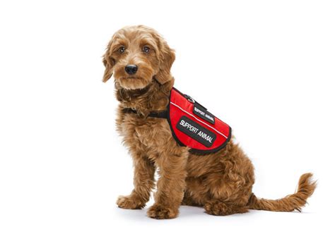 Trained service and emotional support animals are permitted on southwest airlines flights, subject to compliance with certain safety and documentation requirements. Not Just Semantics: What's the Difference Between Service ...