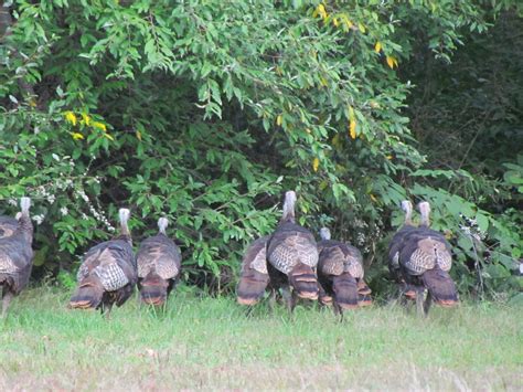 Accessible Hunter Pennsylvanias Fall Turkey Season