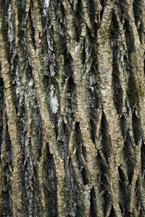 Tree Bark Texture Closeup Stock Image Image Of Natural 199259363