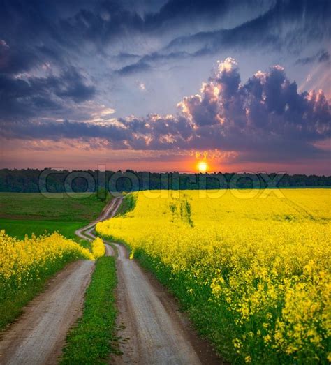 Summer Landscape With A Field Of Yellow Stock Image Colourbox