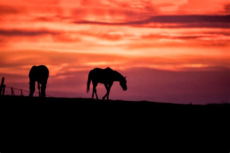Villager Jim Photography Sunrise With Horses