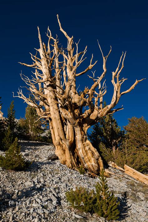 Ancient Bristlecone Pine Trees In Patriarch Grove Pinus Longaeva