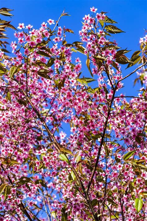 Wild Himalayan Cherry Prunus Cerasoides Flowers In Blue Sky T Stock