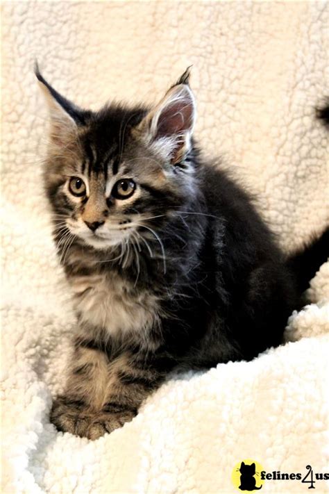 Maine Coon Kitten For Sale Beautiful Maine Coons Kittens From European