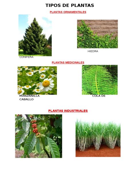 Clases De Plantas Pdf