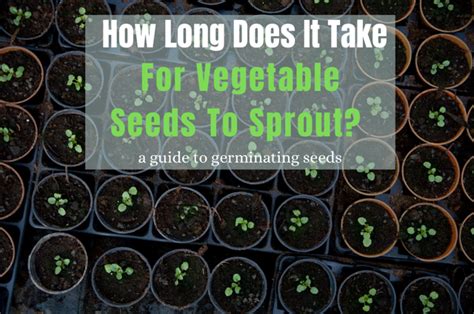 How Long Does It Take For Vegetable Seeds To Sprout Learn To Grow Gardens