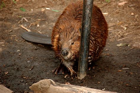 Beaver Taken At The National Zoo Best Viewed Large Josporte Flickr