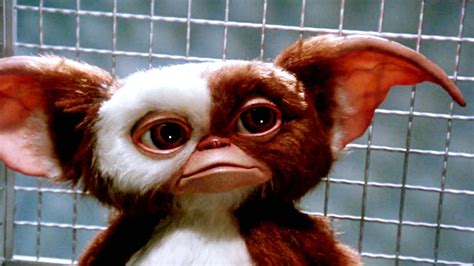 Gizmo Wallpaper 62 Pictures