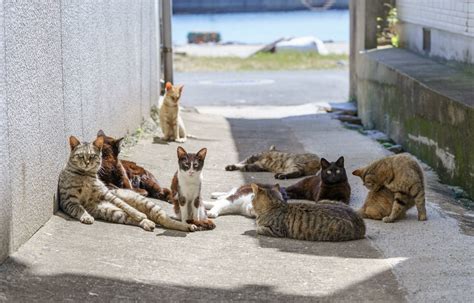 ไอโนะชิม่า เกาะสวรรค์ของคนรักแมว All About Japan