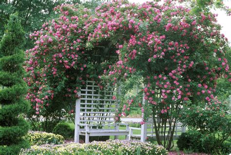 Garden Design Ideas With Climbing Roses