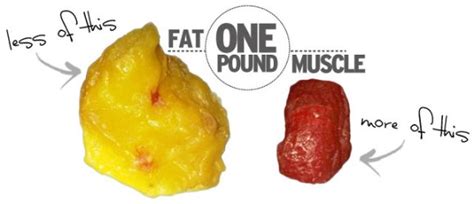 Fat Vs Muscle The Fitness Connection