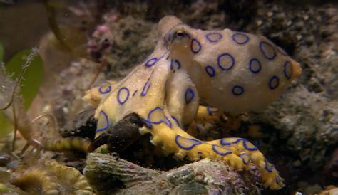 Woman Survives Bite From Blue Ringed Octopus One Of The Most Venomous
