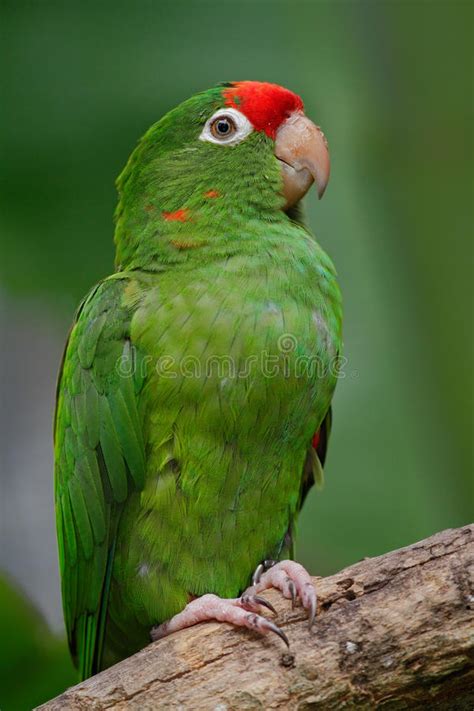 Sun Parakeet Aratinga Solstitialis Stock Photo Image Of Parrot Beautiful 99614740