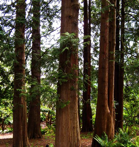 Why Western Red Cedar Wood Is The Best Option For Fences And Arbors