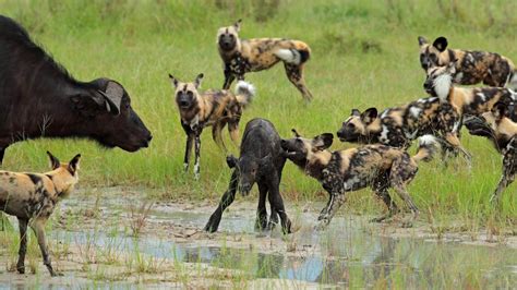 African Wild Dog Being Hunted