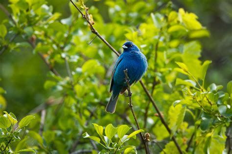 Feather Tailed Stories: Indigo Bunting