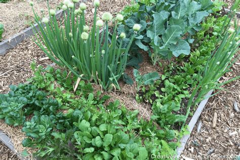 Creative Vegetable Gardenerwhen To Start Planting In Your Spring