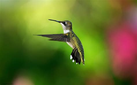 Animals Birds Hummingbirds Wallpapers Hd Desktop And