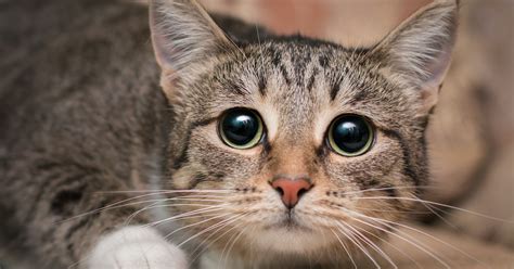 Is It Resting Cat Face Or Is Your Pet In Pain 7 Facial Traits To Know