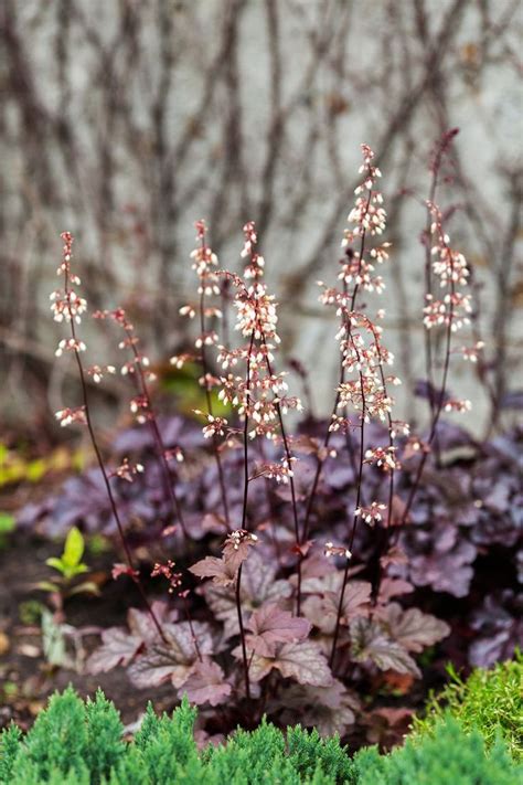 15 Shade Loving Plants That Are Made For A Tree Lined Garden Plants