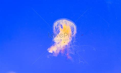 Aquarium Dream Jellyfish Picture And Hd Photos Free Download On Lovepik