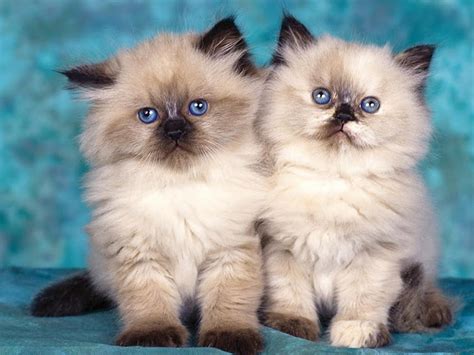 So Fluffy Cute Animals Kittens Cutest Himalayan Kittens