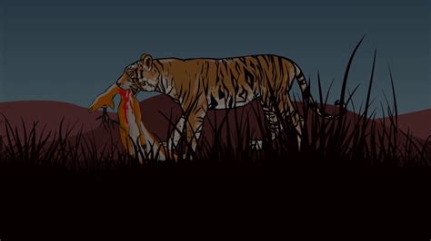Tiger Hunting Animation Youtube