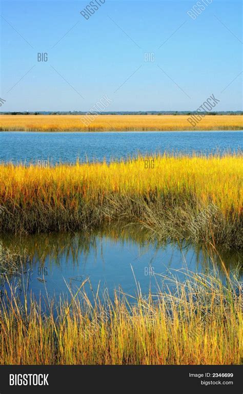 Saltwater Marsh Image And Photo Bigstock