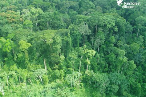 Donate To Help Protect 75000 Acres Of Congo Basin Forest Globalgiving