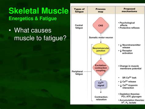 Fat as a fuel source for the aerobic energy system. PPT - Muscle Physiology PowerPoint Presentation - ID:730003