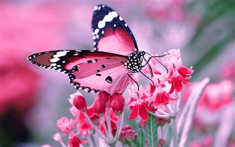 Flowers Butterfly Hd Wallpapers Wallpaper Cave