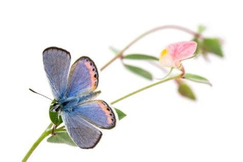 Acmon Blue Butterfly Stock Photo Download Image Now Istock