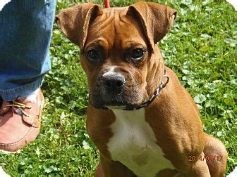 Luna is the little boxer i like to send pics of. Freedom, PA - Boxer. Meet Jasper a Puppy for Adoption.