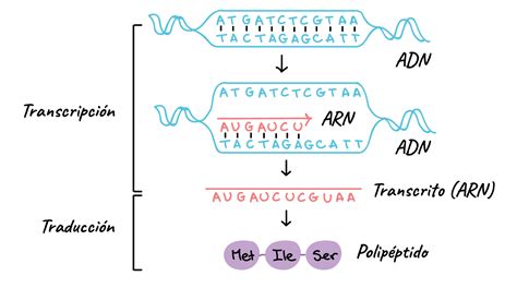 Control Genético De La Síntesis Proteica Las Funciones De La Célula Y