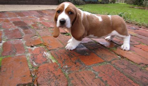 They will come kc registered. Basset Hound Puppies For Sale | Tallahassee, FL #289649