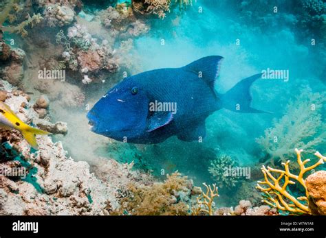 Blue Triggerfish Pseudobalistes Fuscus Digging In The Sand For
