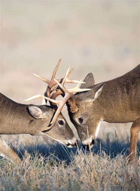 Whitetail Deer Fighting Stock Photo Image Of Antlers 7930736