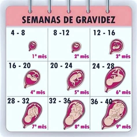 Semanas De Gravidez Meses De Gravidez Gravidez Semana A Semana