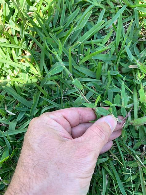 How To Kill Crabgrass In St Augustine Grass My Heart Lives Here