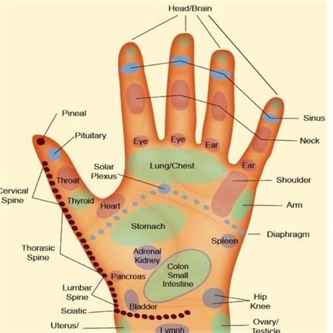 Pressure Points In Palm Handmassagetherapist Hand Reflexology