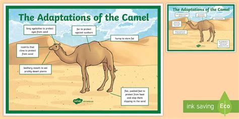 Camel Adaptation A4 Display Poster Hecho Por Educadores