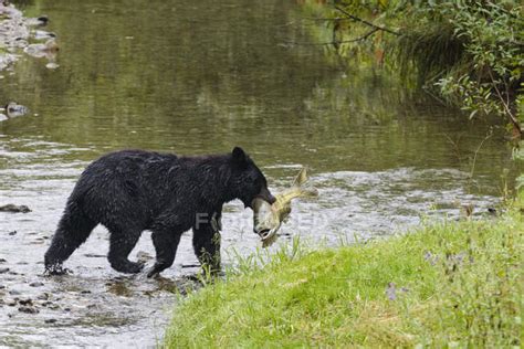 Black Bear With Chum Salmon Caught In Fish Creek Tongass National