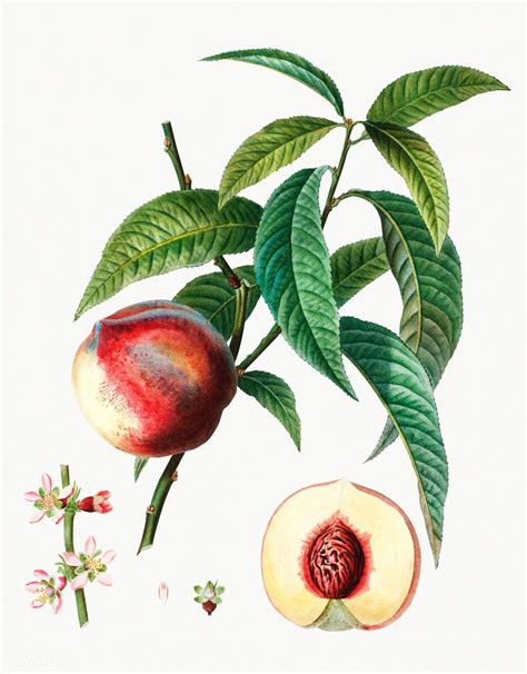 Download Premium Illustration Of Vintage Peach On A Branch Illustration