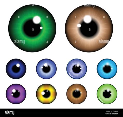 Set Of Pupil Of The Eye Eye Ball Iris Eye Realistic Vector