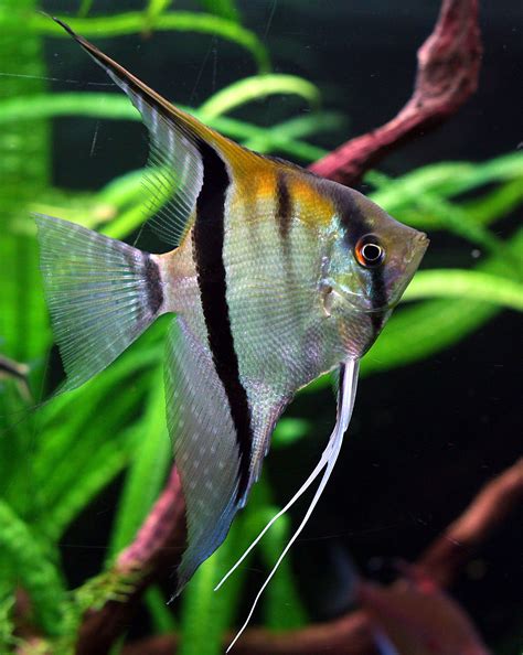 Angelfish Care Guide Easy And Beginners Friendly