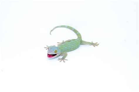 Powder Blue Tokay Gecko For Sale American Reptile Distributors