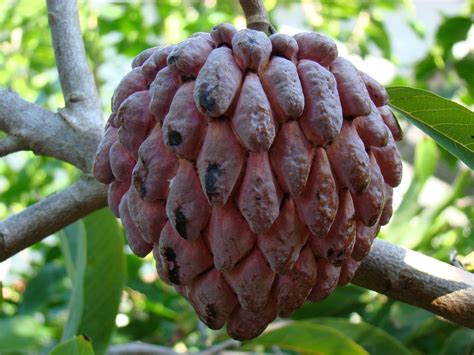 Check out our sugar apple selection for the very best in unique or custom, handmade pieces from our outdoor & gardening shops. Sugar Apple #1: KAMPONG MAUVE #1 (Bangla = আতা) | Fruit ...