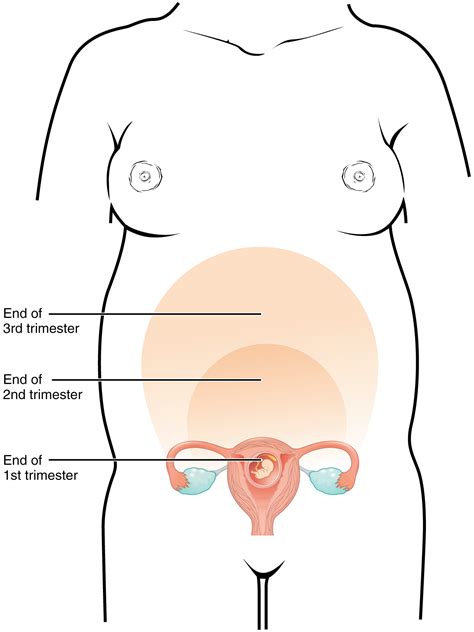 There are multiple anatomical areas within the abdomen, each of which contain specific contents and are bound by certain borders. Maternal Changes During Pregnancy, Labor, and Birth - VOER