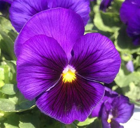 Bulk Pansy Seeds 500 Pansy Delta Blue With Blotch Etsy